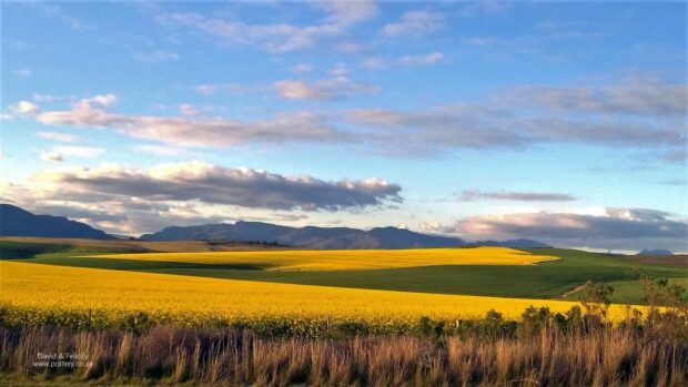 Canola fields in the Southern Cape near Swellendam